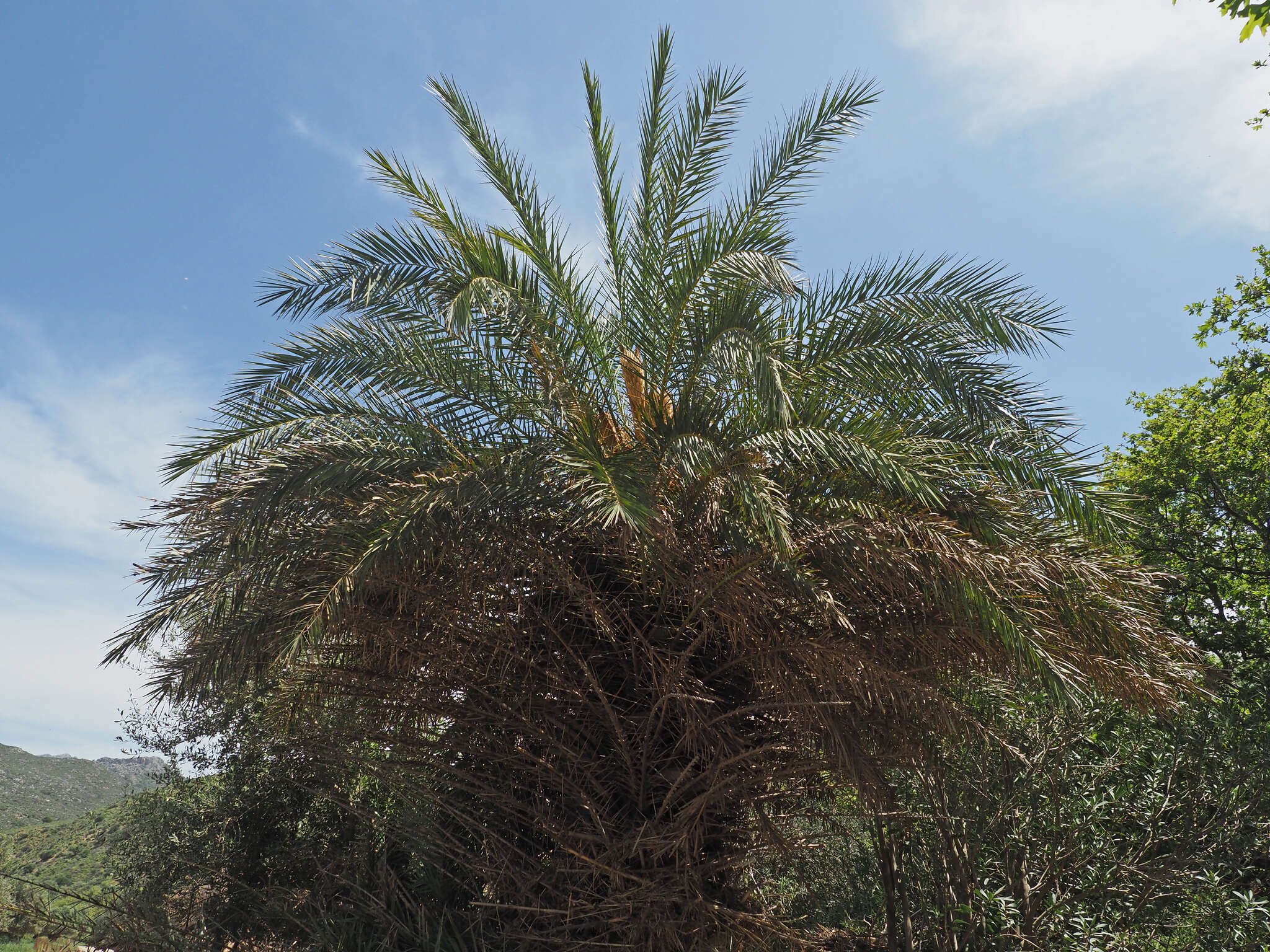 Image of Cretan Date Palm