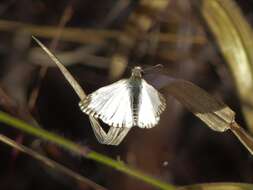 Image of Heliopetes macaira orbigera Mabille 1888