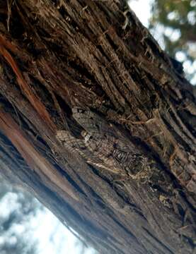 Image of Cicada mordoganensis Boulard 1979