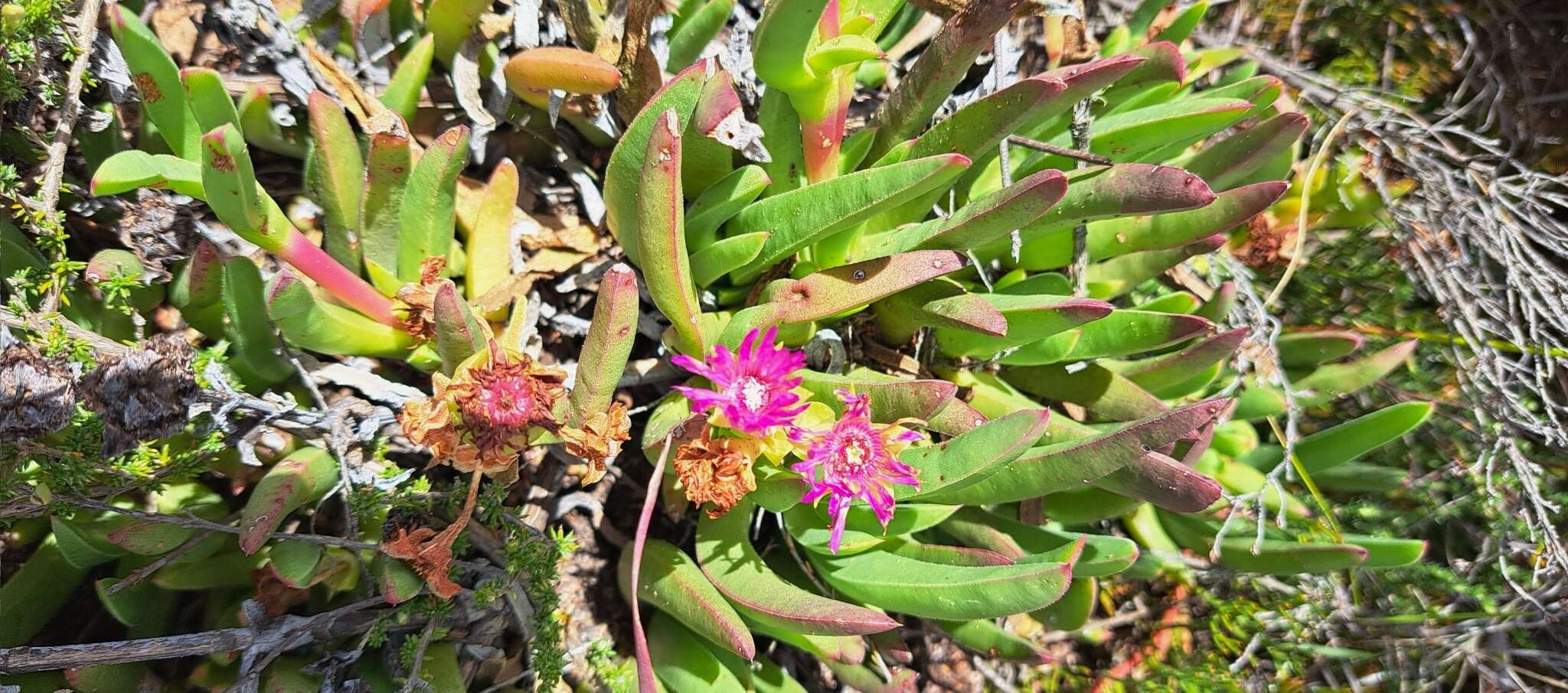 Ruschia tardissima L. Bol. resmi