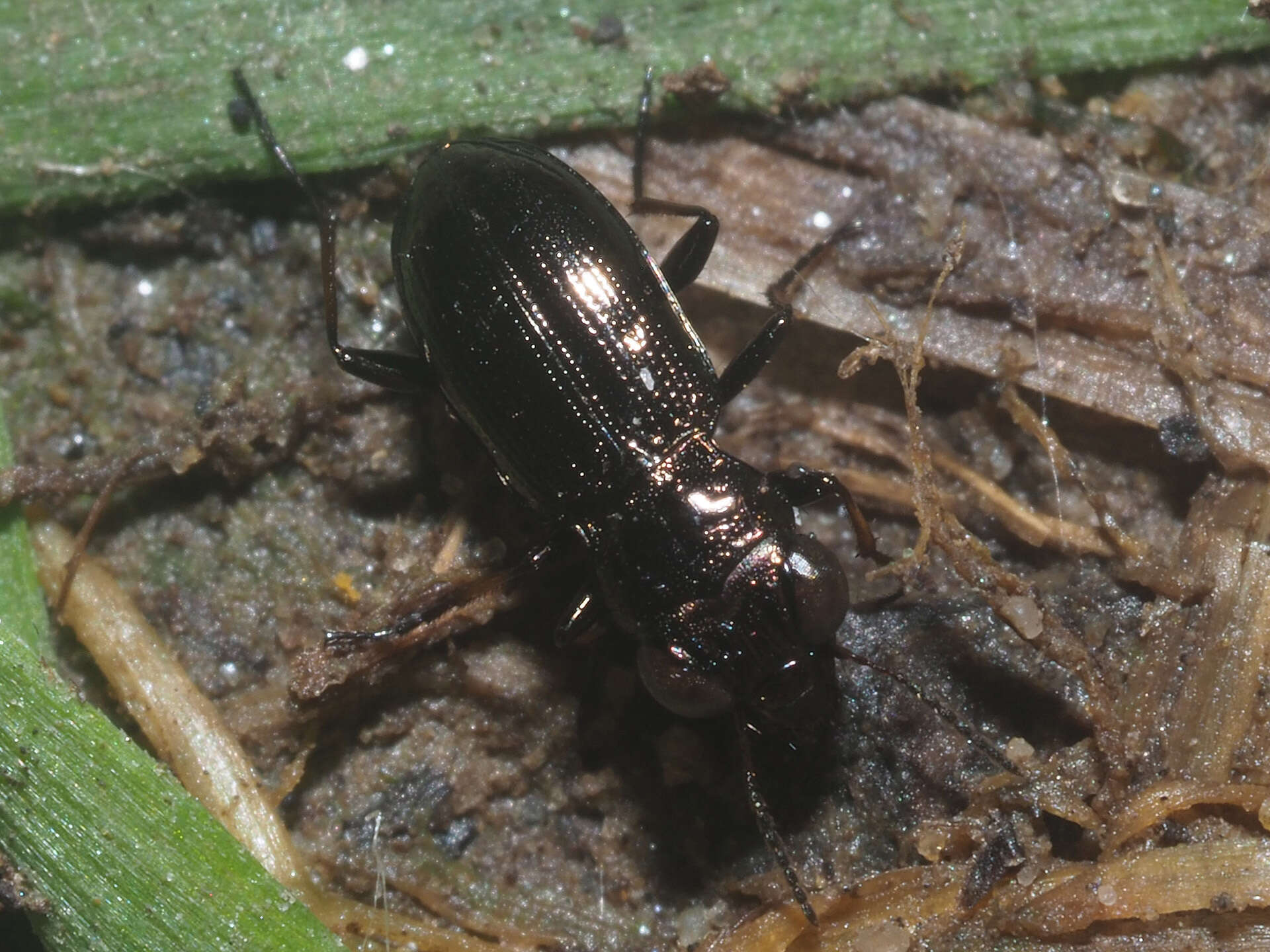 Image of Rough-necked Springtail-stalker