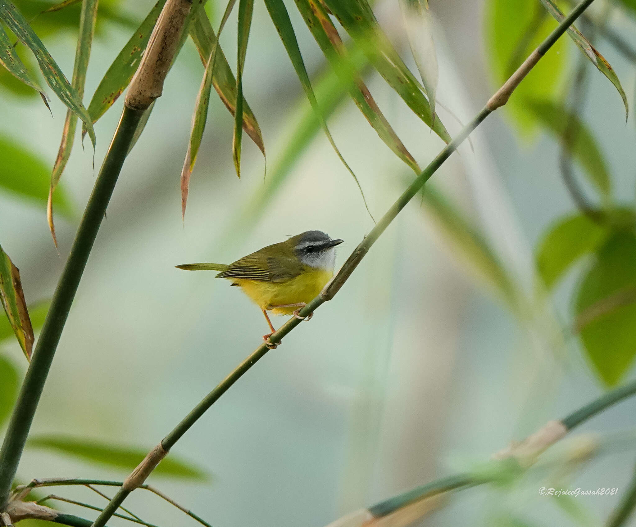 Image of Yellow-bellied Warbler