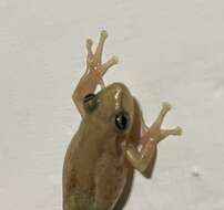 Image of Brown-bordered Snouted Treefrog