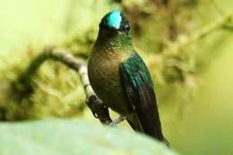 Image of Fawn-breasted Brilliant