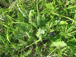 Image of Carlina acanthifolia subsp. utzka (Hacq.) H. Meusel & A. Kästner