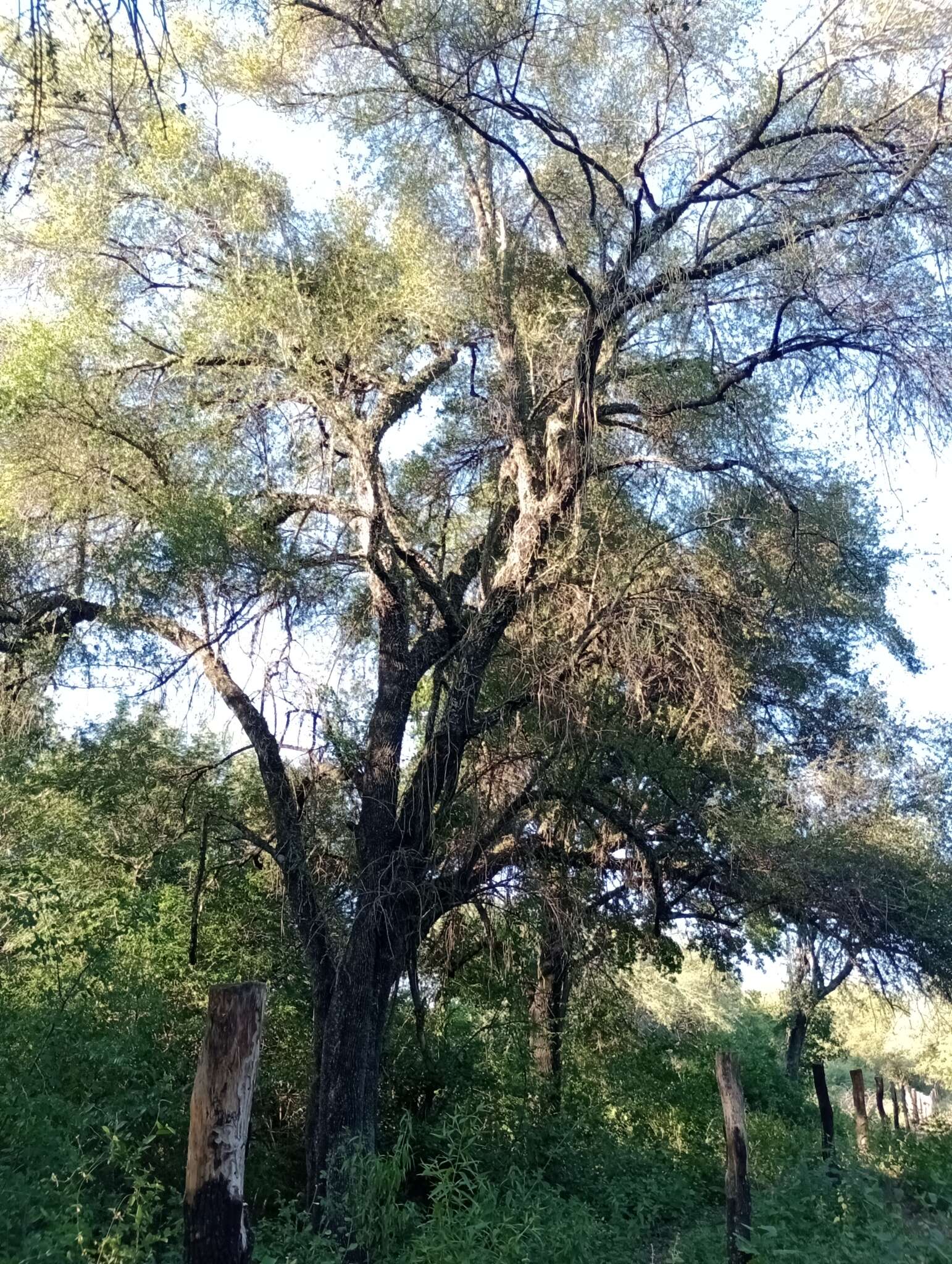 Слика од Cordia americana (L.) Gottschling & J. S. Mill.