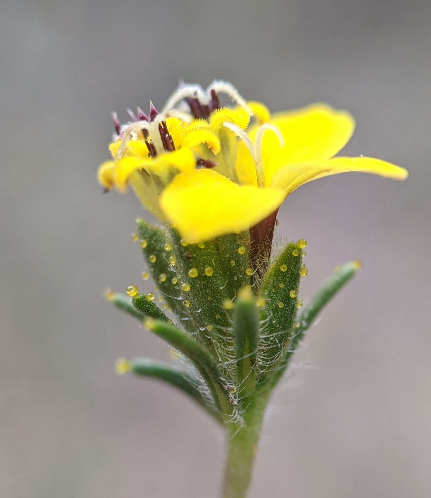 Plancia ëd Calycadenia fremontii A. Gray