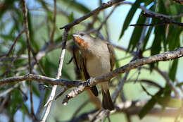 Imagem de Conopophila rufogularis (Gould 1843)