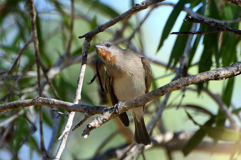 Imagem de Conopophila rufogularis (Gould 1843)