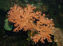 Image of Acropora pichoni Wallace 1999