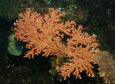 Слика од Acropora pichoni Wallace 1999