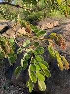 Image of Large-leaved albizia