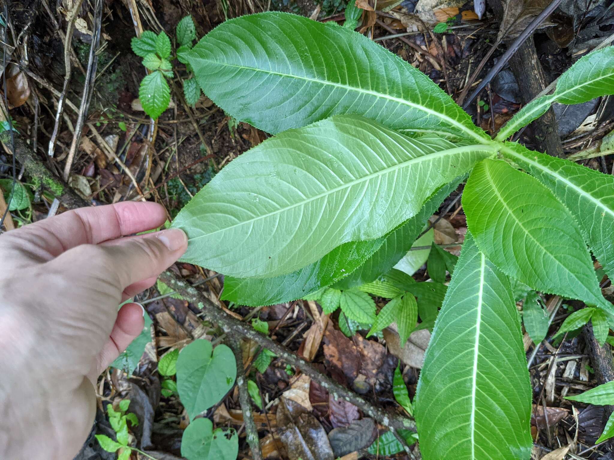 Image of Robust Lobelia