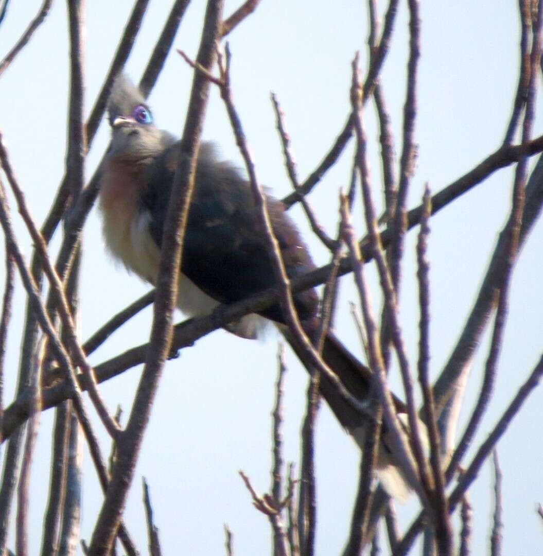 Image of Crested Coua