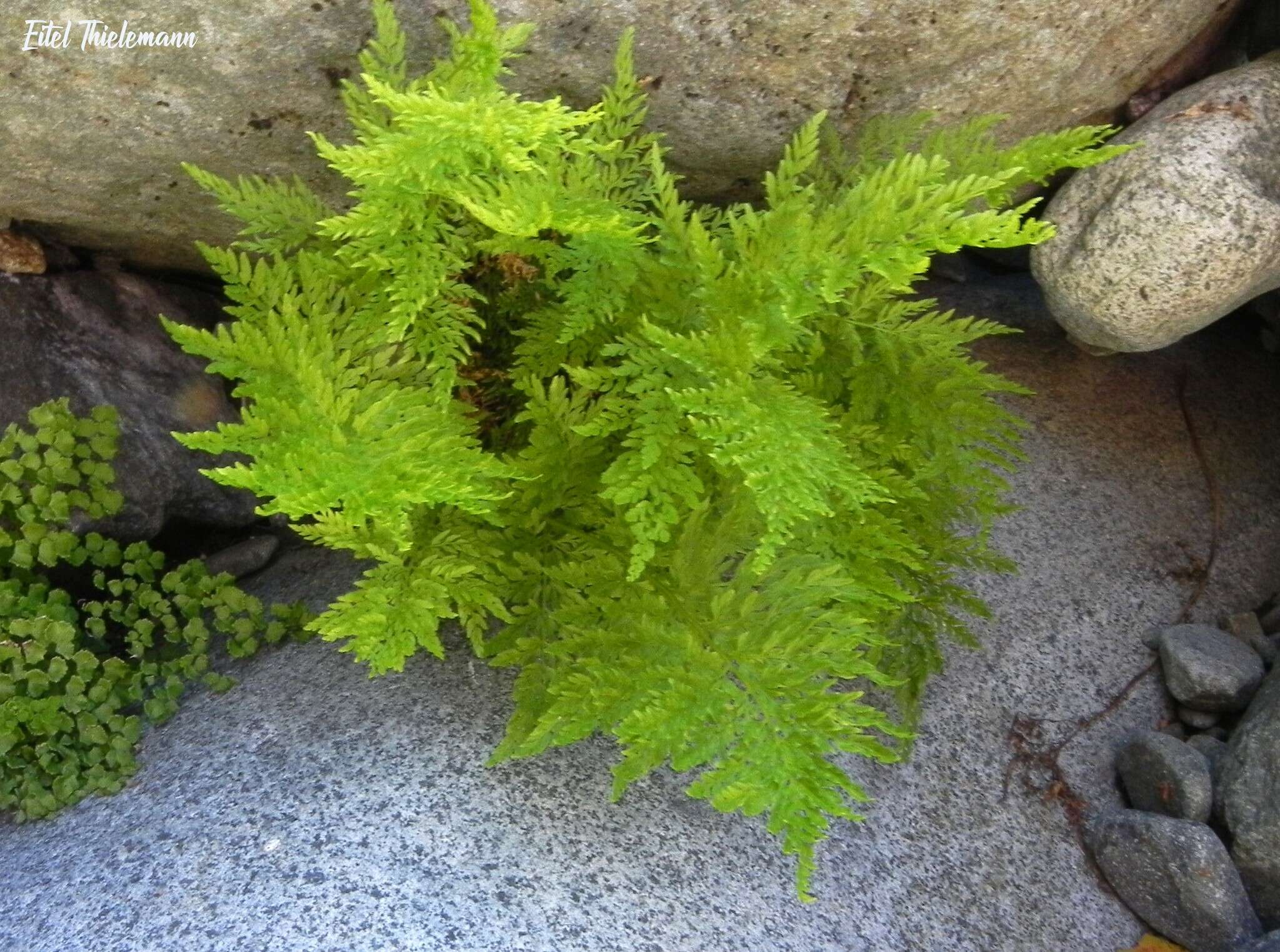 Image of Dennstaedtia glauca (Cav.) C. Chr. apud Looser