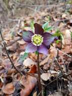 Image of Helleborus dumetorum subsp. atrorubens (Waldst. & Kit.) Merxm. & Podl.