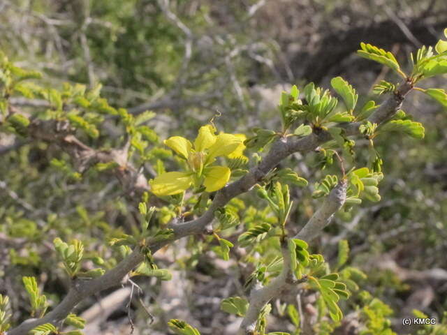 Plancia ëd Senna meridionalis (R. Vig.) Du Puy