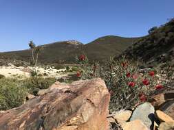 Sivun Callistemon phoeniceus Lindl. kuva