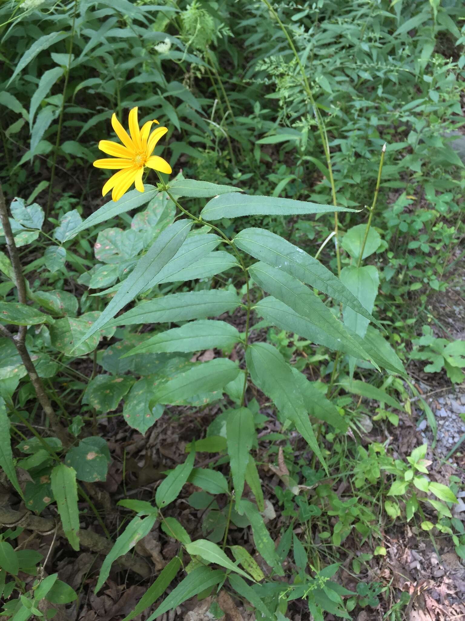 صورة Helianthus divaricatus L.