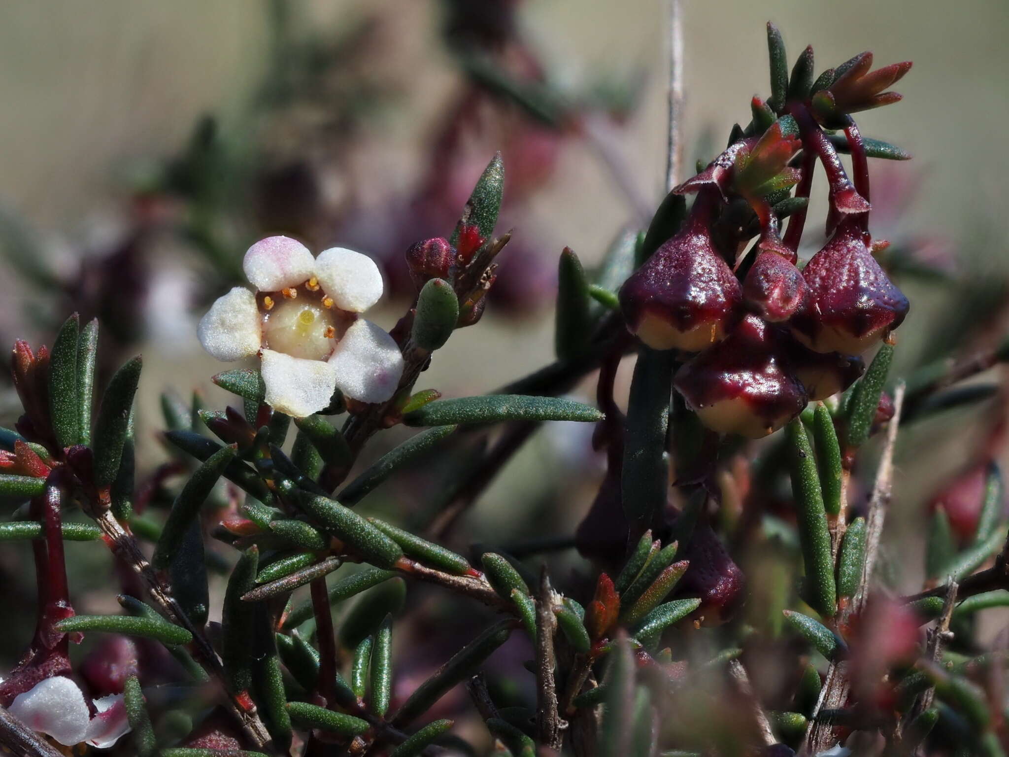 Image of Euryomyrtus ramosissima subsp. prostrata (Hook. fil.) Trudgen