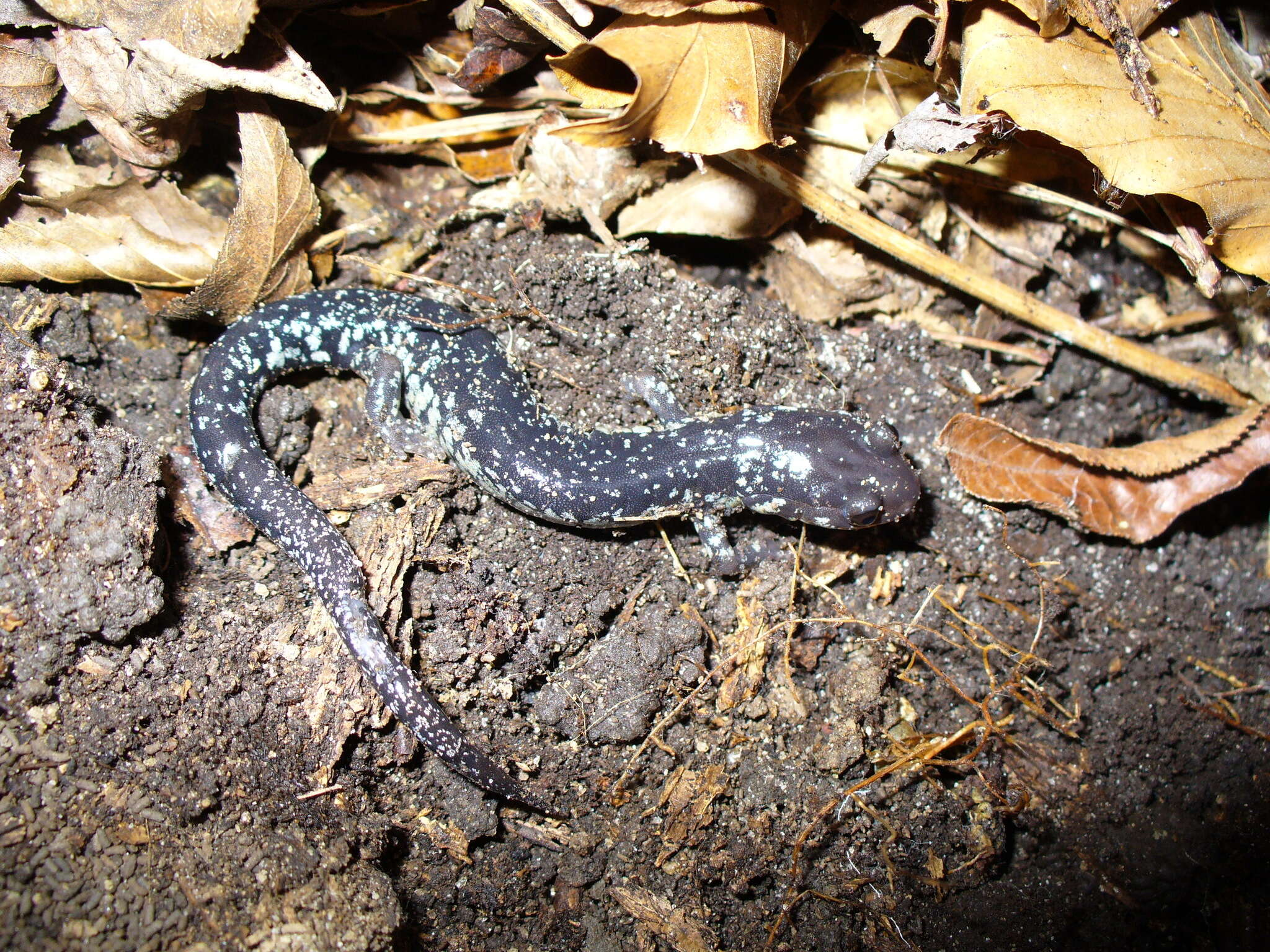 Imagem de Plethodon variolatus (Gilliams 1818)