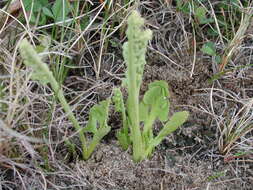 Image of Botrychium simplex subsp. simplex