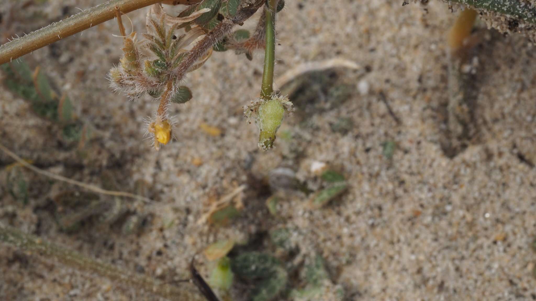 Sivun Kallstroemia californica (S. Wats.) Vail kuva