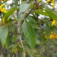 Image of Dendroviguiera eriophora (Greenm.) E. E. Schill. & Panero