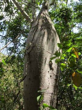 Image of Ceiba glaziovii (Kuntze) K. Schum.