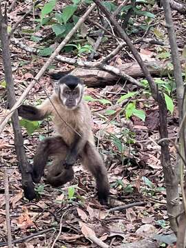 Image of Bearded Capuchin