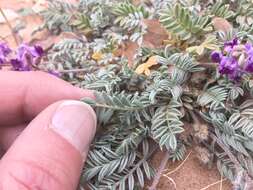 Image of rimrock milkvetch