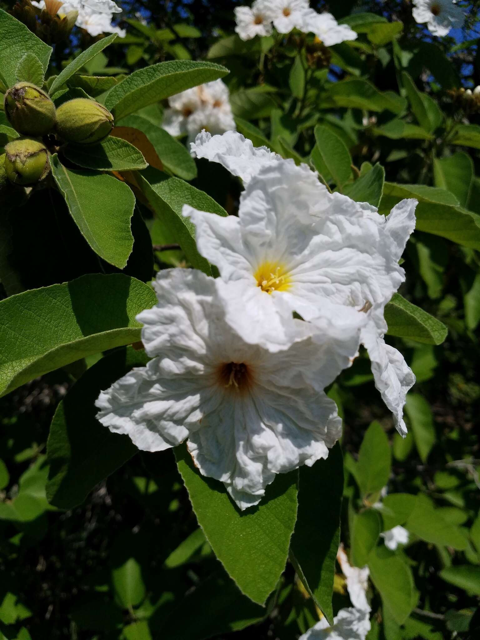 Image de Cordia boissieri A. DC.