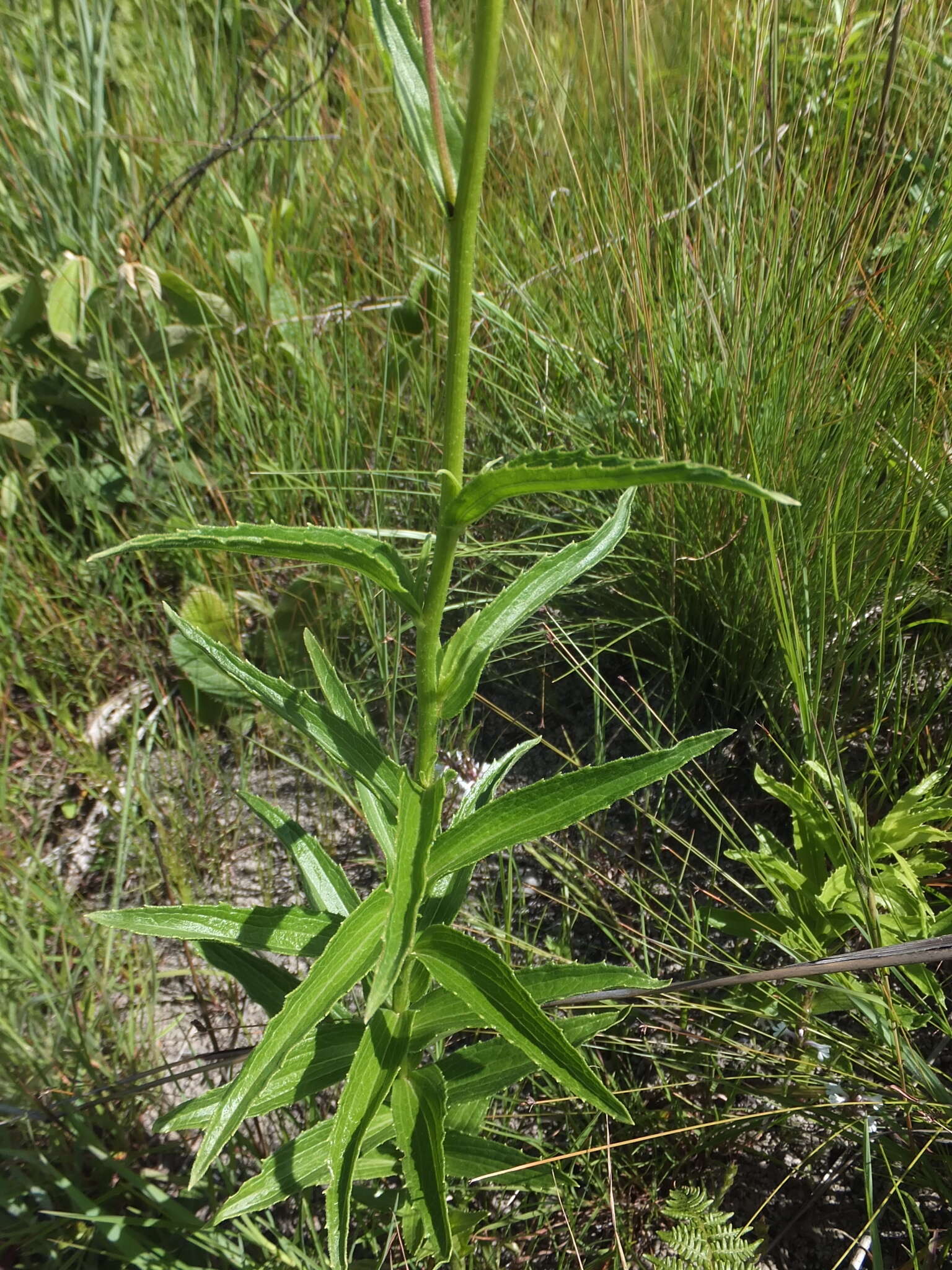 Image of Afroaster comptonii (W. Lippert) J. C. Manning & Goldblatt