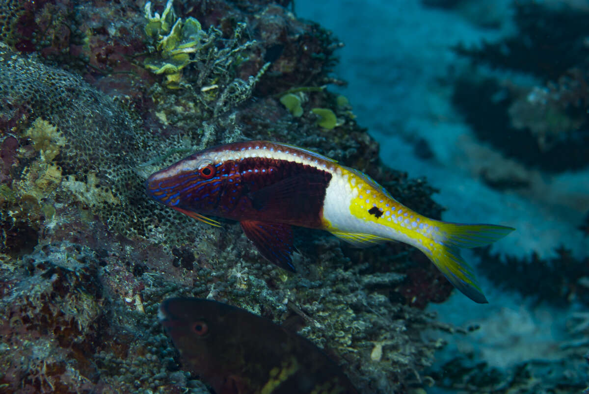 Image of Bicolor goatfish