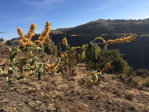 Image de Buddleja polystachya Fresen.