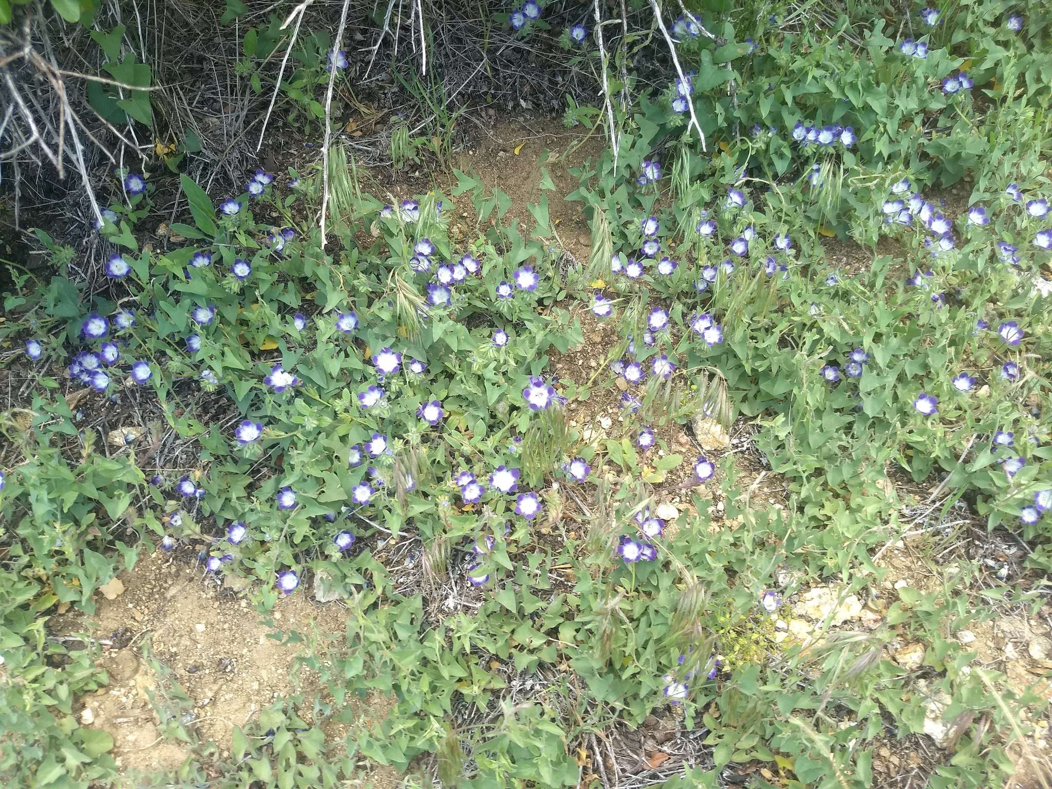 Phacelia davidsonii A. Gray resmi