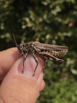 Слика од Melanoplus macclungi Rehn & J. A. G. 1946