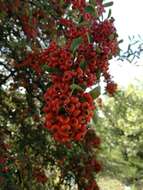 Image de Pyracantha coccinea M. J. Roemer