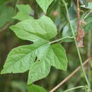 Image of Trichosanthes subvelutina F. Müll. ex Cogn.