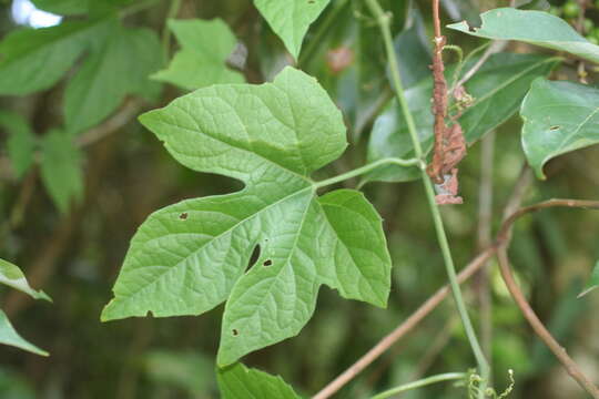 Image of Trichosanthes subvelutina F. Müll. ex Cogn.