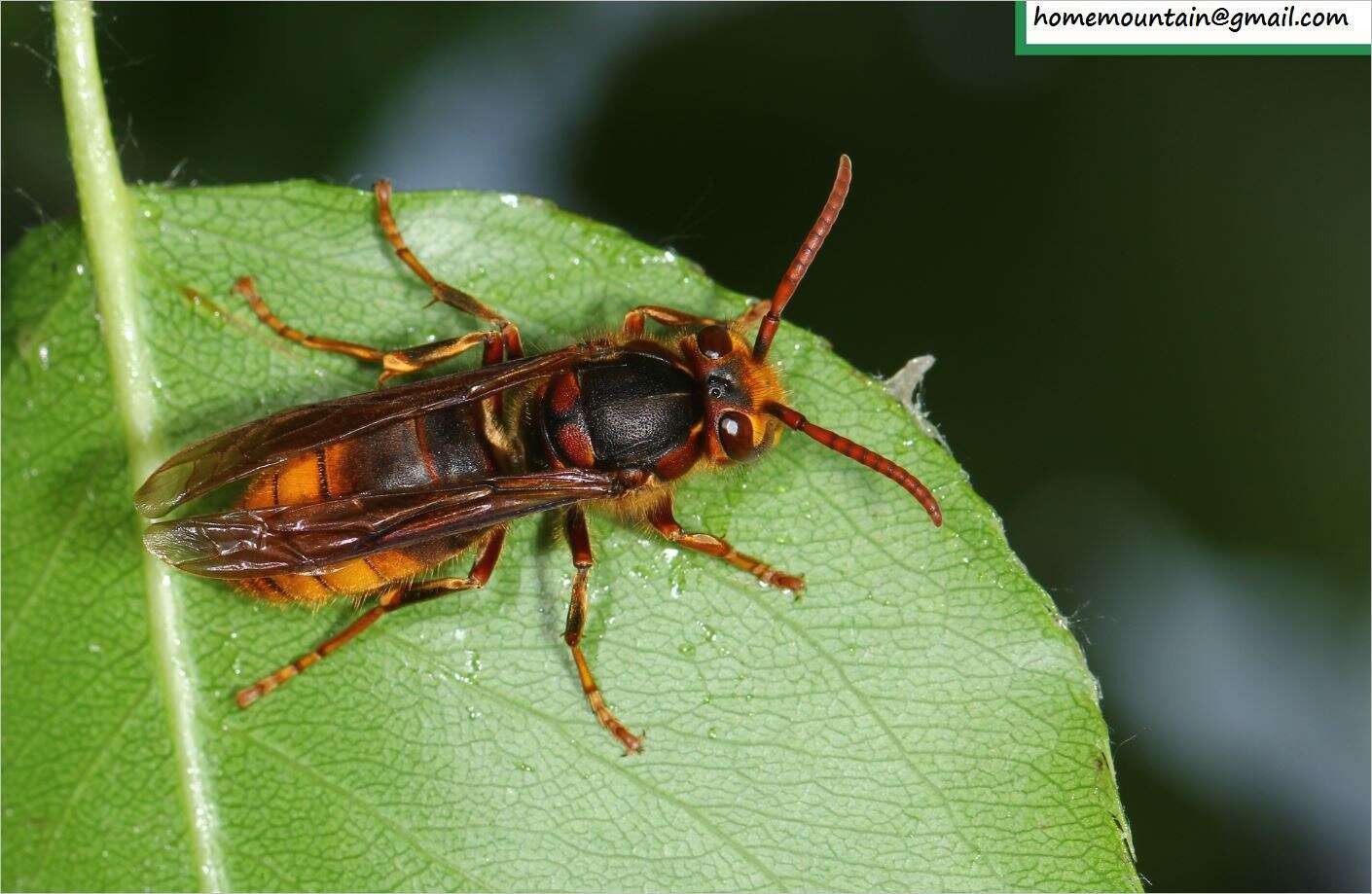 Image de Vespula koreensis (Rad. 1887)