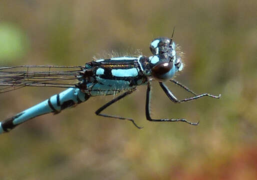 Image of Subarctic Bluet