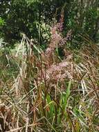 Image of five-stamen tamarisk