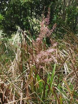 Image de Tamarix chinensis Lour.