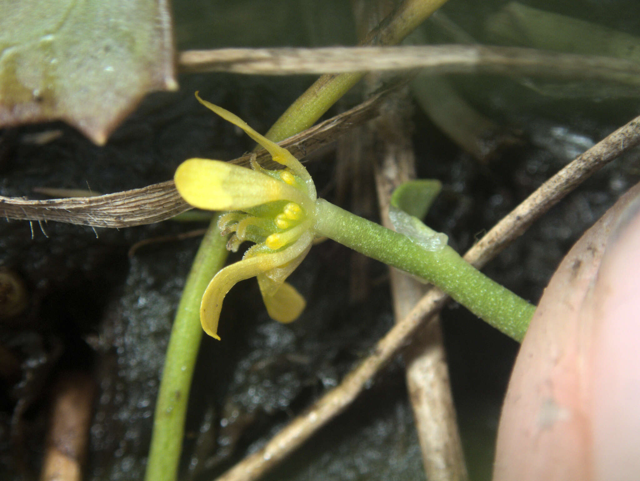 Image of Ranunculus amphitrichus Colenso