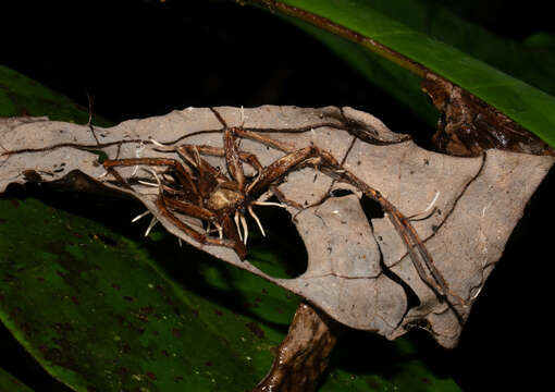 Image of Ophiocordyceps engleriana (Henn.) G. H. Sung, J. M. Sung, Hywel-Jones & Spatafora 2007