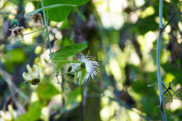 Image de Passiflora urnifolia Rusby