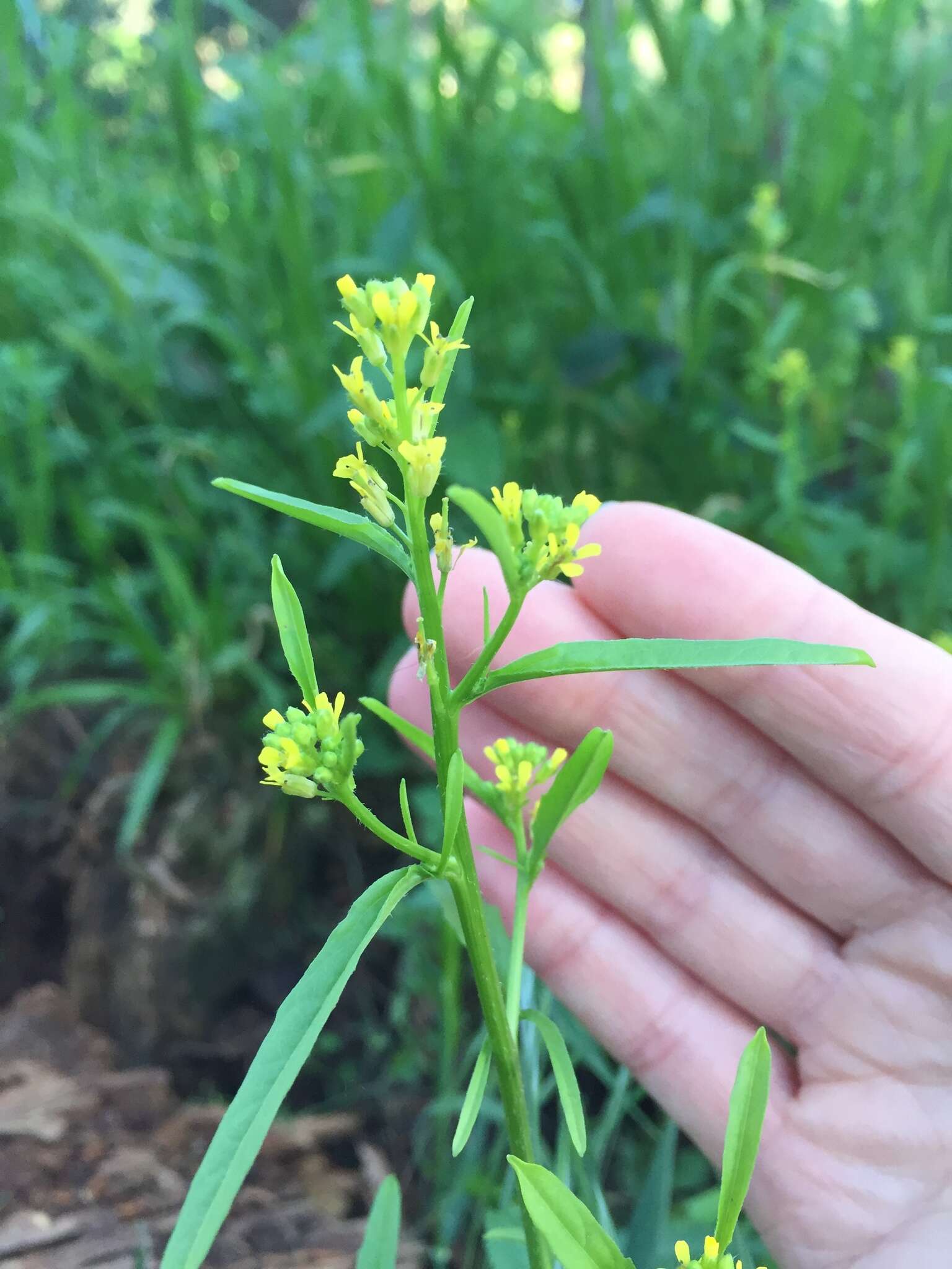 Imagem de Sisymbrium officinale (L.) Scop.