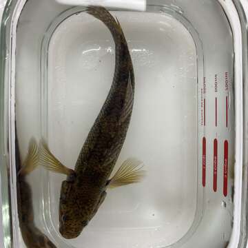 Image of Cox gudgeon