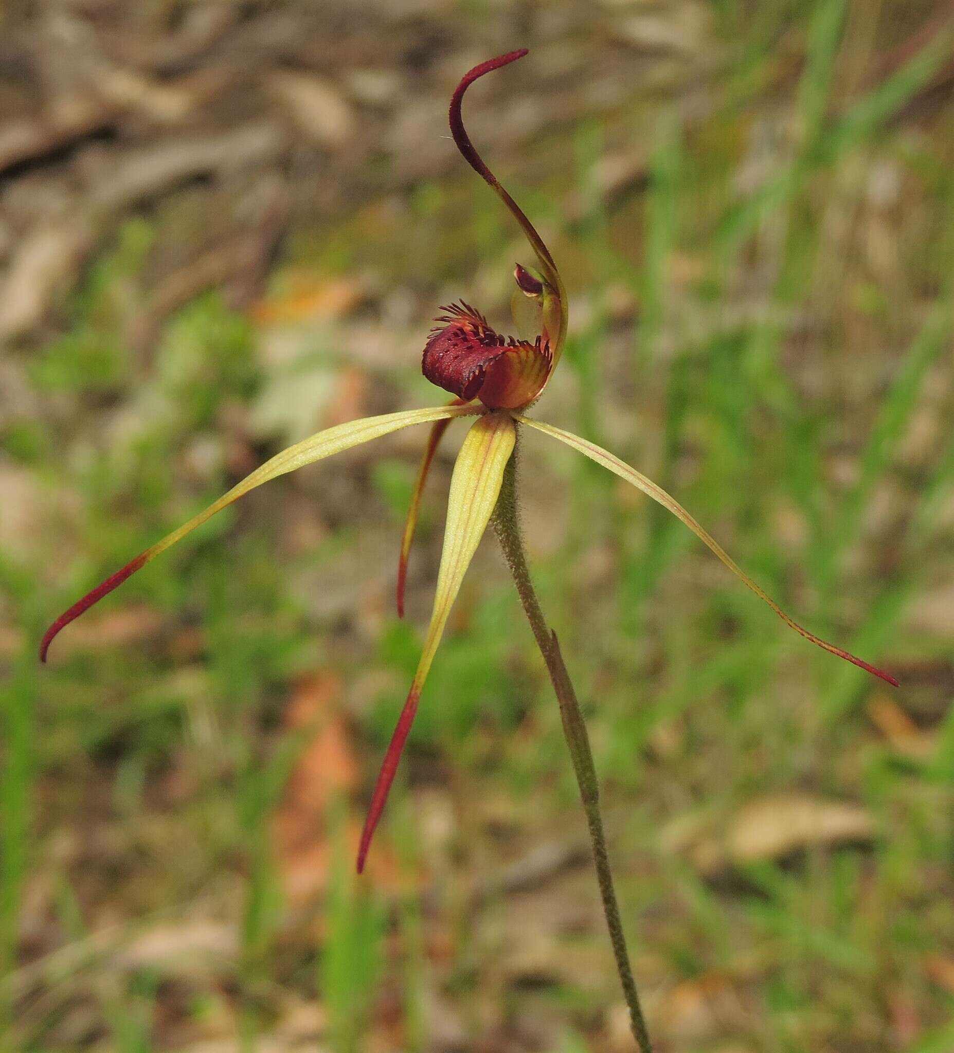 Image of Southern spider orchid